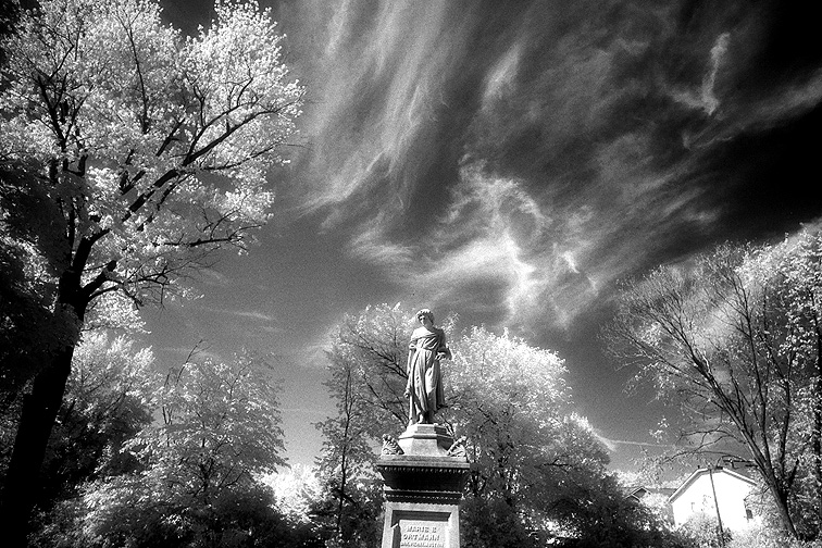 Elmwood - by chuckv