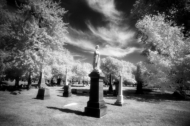 Elmwood - by chuckv