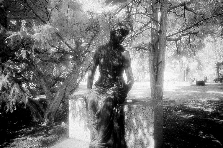 Elmwood - by chuckv