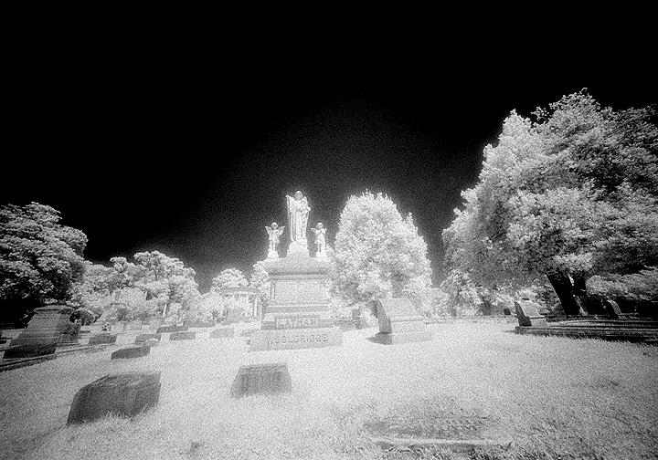 Elmwood - by chuckv