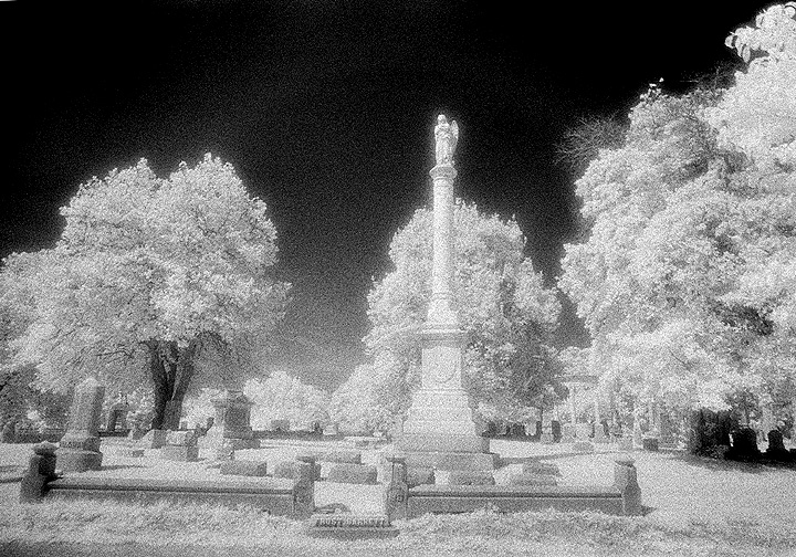 Elmwood - by chuckv