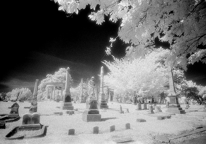 Elmwood - by chuckv