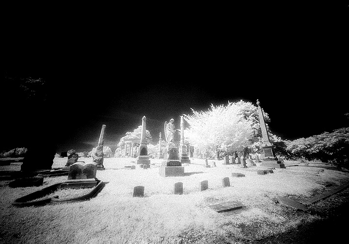 Elmwood - by chuckv
