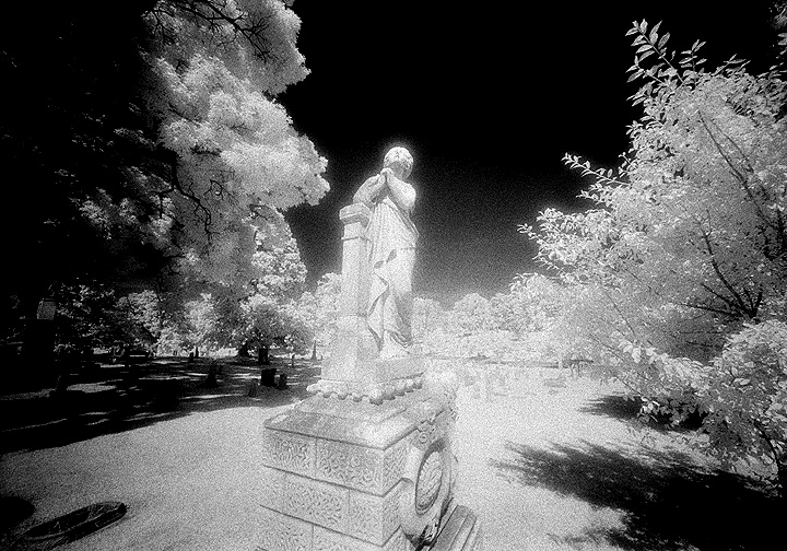 Elmwood - by chuckv