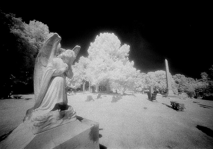 Elmwood - by chuckv