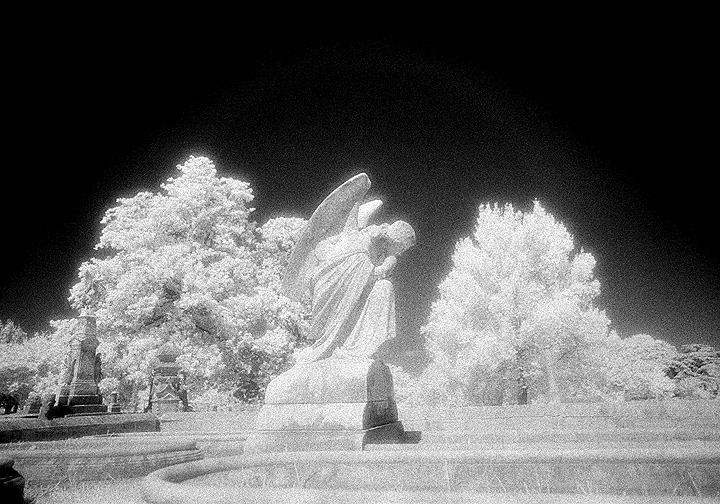 Elmwood - by chuckv