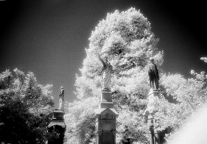 Elmwood - by chuckv