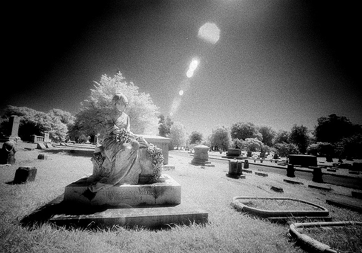 Elmwood - by chuckv
