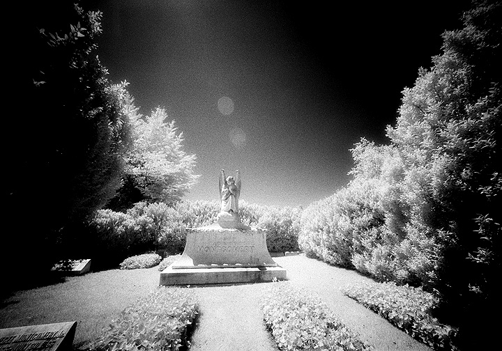 Elmwood - by chuckv