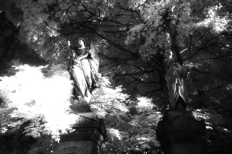 Abney Park Cemetery