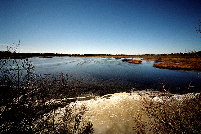 Pine Barrens - by chuckv