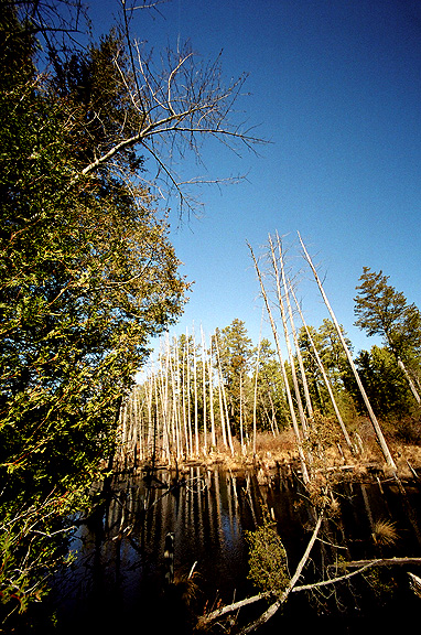 Pine Barrens - by chuckv