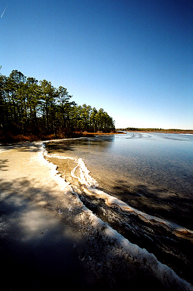 Pine Barrens - by chuckv