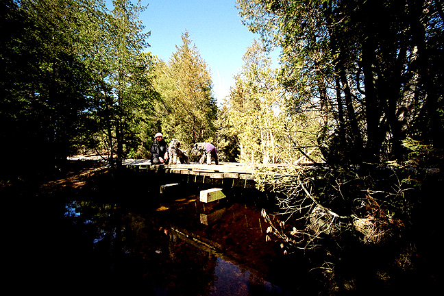 Pine Barrens - by chuckv