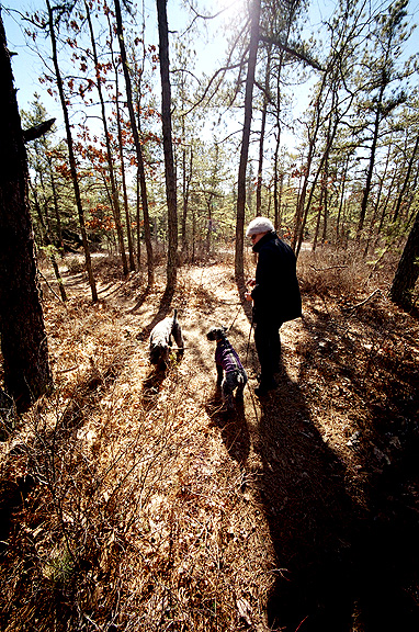 Pine Barrens - by chuckv
