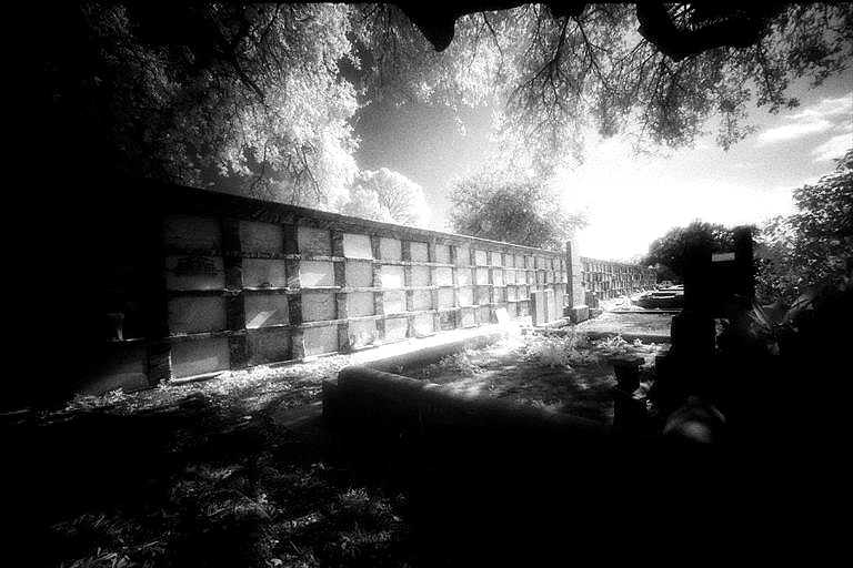 Cypress Grove - by chuckv
