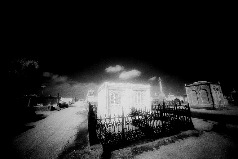 Cypress Grove - by chuckv