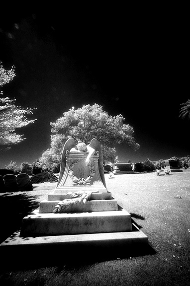 Cypress Lawn - by chuckv