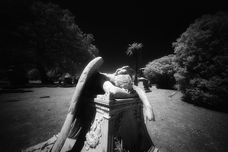 Cypress Lawn - by chuckv