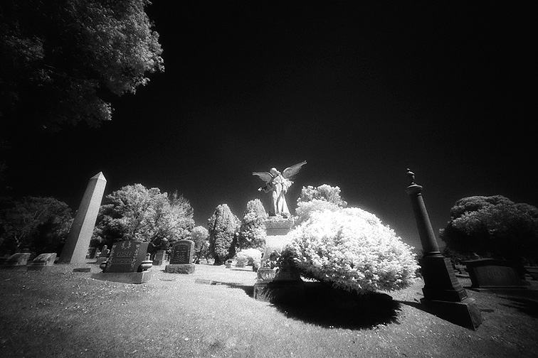 Cypress Lawn - by chuckv