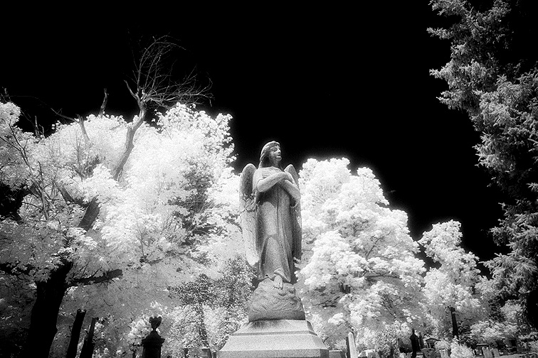 Forest Lawn - by chuckv