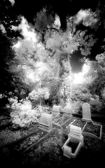 Laurel Grove - by chuckv