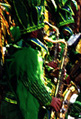 Mummers