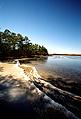 Pine Barrens